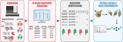 Utilizing immunogenomic approaches to prioritize targetable neoantigens for personalized cancer immunotherapy